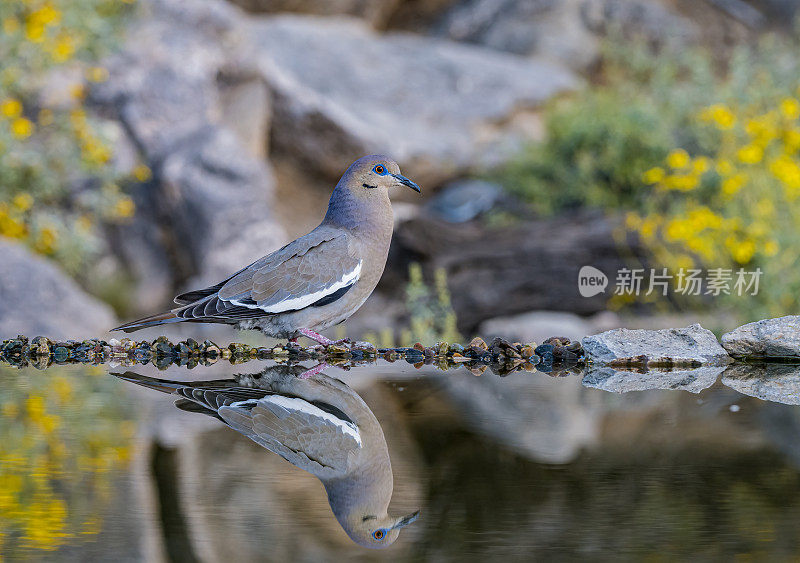 白翼鸽子(Zenaida asiatica)是一种鸽子，其本土范围从美国西南部延伸到墨西哥，中美洲和加勒比地区。索诺兰沙漠，亚利桑那州。在水中的倒影。